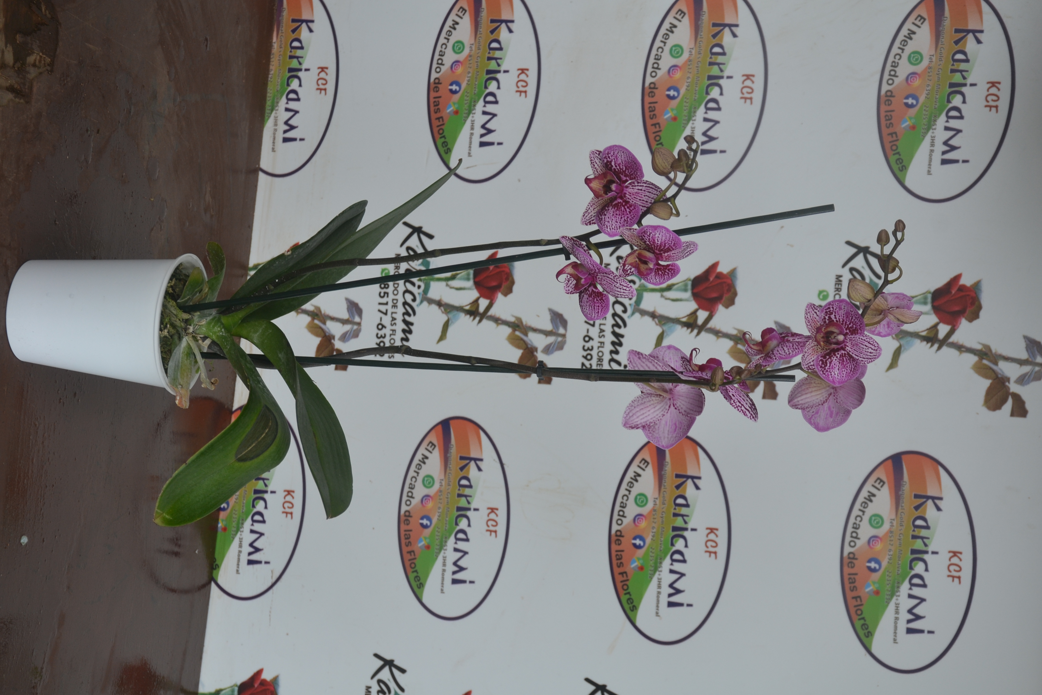 Orquídea Phalaenopsis - Arreglo floral disponible en Karicami