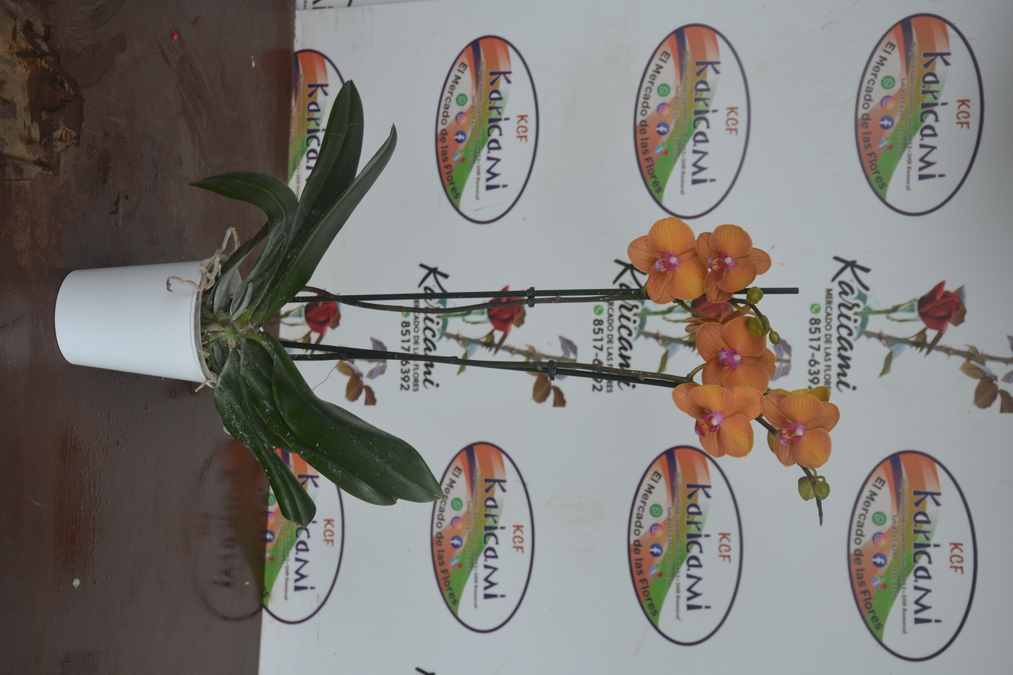 Orquídea Phalaenopsis Naranja - Arreglo floral disponible en Karicami