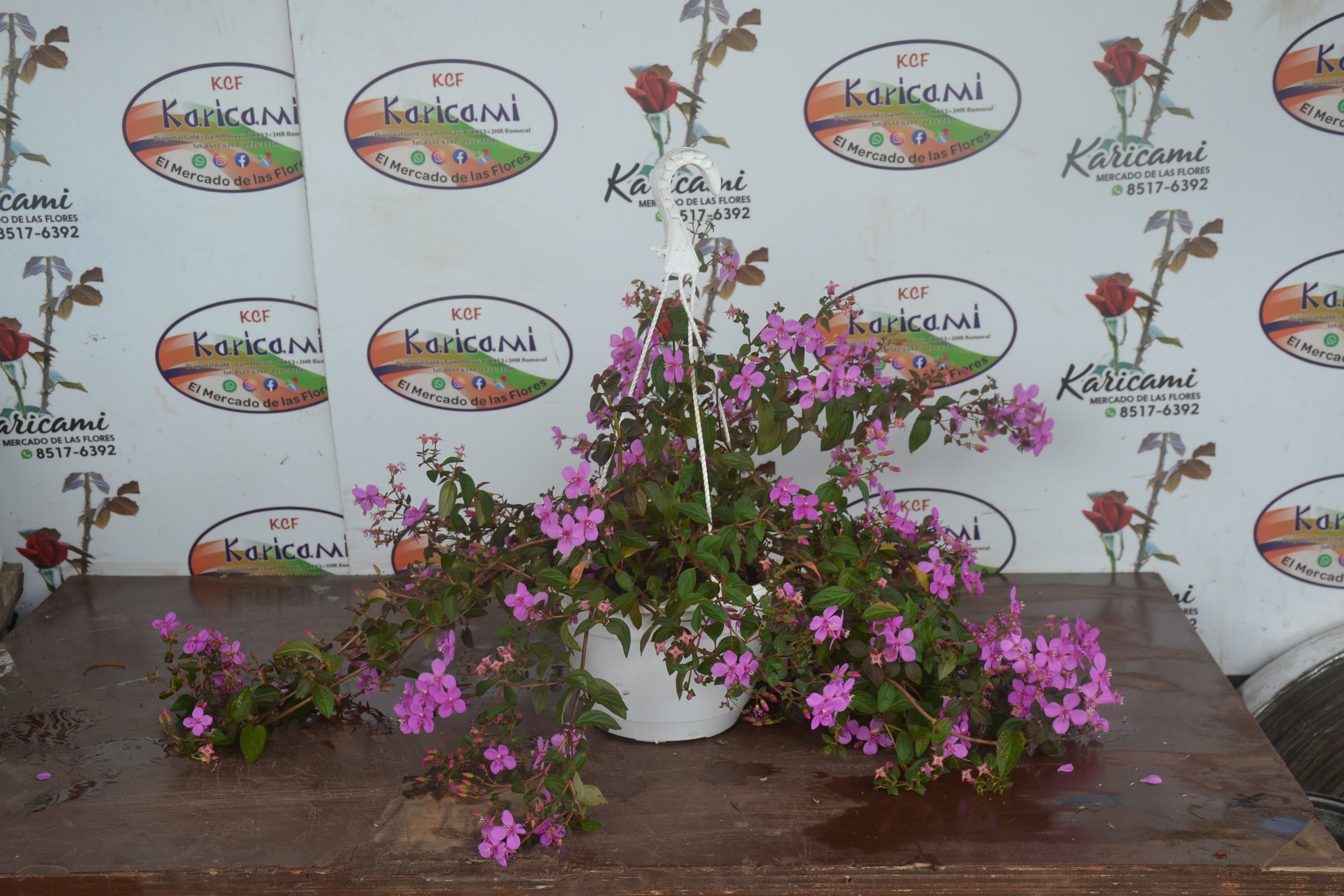 Maceta Colgante de Impatiens (Alegría del hogar) - Arreglo floral disponible en Karicami